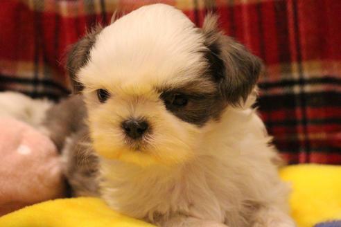 成約済の愛知県のシーズー-59823の51枚目