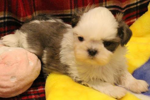 成約済の愛知県のシーズー-59823の50枚目