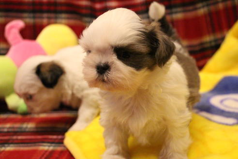 成約済の愛知県のシーズー-59823の49枚目