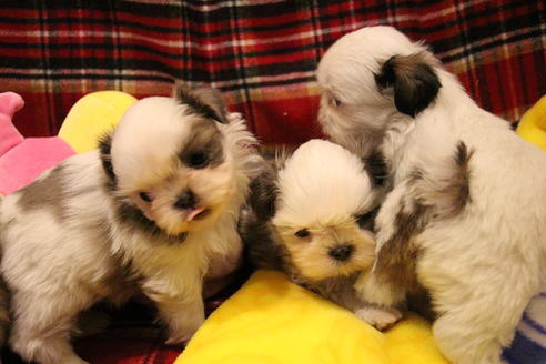 成約済の愛知県のシーズー-59823の48枚目