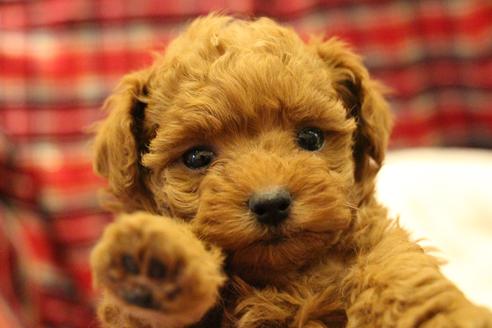 成約済の愛知県のトイプードル-59831の13枚目