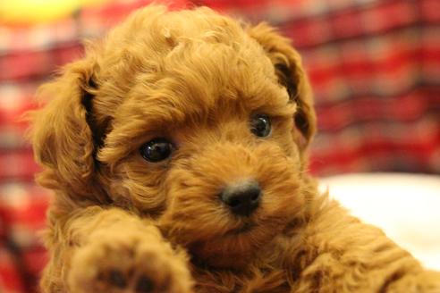 成約済の愛知県のトイプードル-59831の12枚目