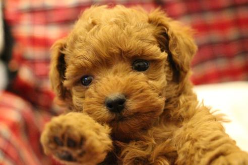 成約済の愛知県のトイプードル-59831の11枚目