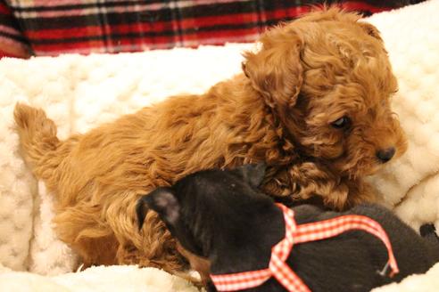 成約済の愛知県のトイプードル-59831の9枚目