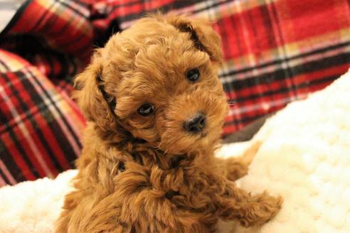 成約済の愛知県のトイプードル-59831の8枚目