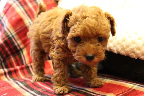 成約済の愛知県のトイプードル-59831の7枚目