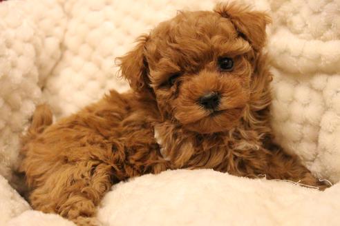 成約済の愛知県のトイプードル-59830の11枚目