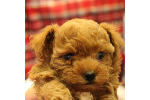 成約済の愛知県のトイプードル-59830の10枚目