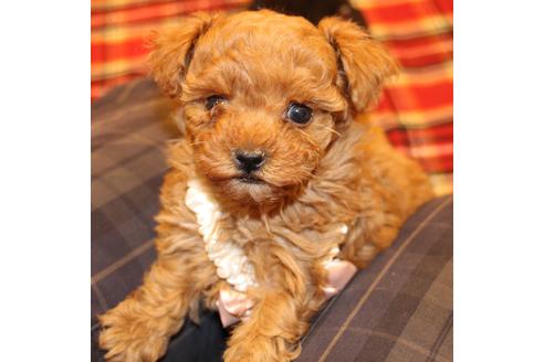 成約済の愛知県のトイプードル-59830の9枚目