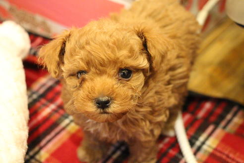 成約済の愛知県のトイプードル-59830の8枚目