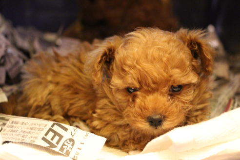 成約済の愛知県のトイプードル-59830の7枚目