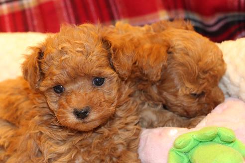 成約済の愛知県のトイプードル-59830の6枚目