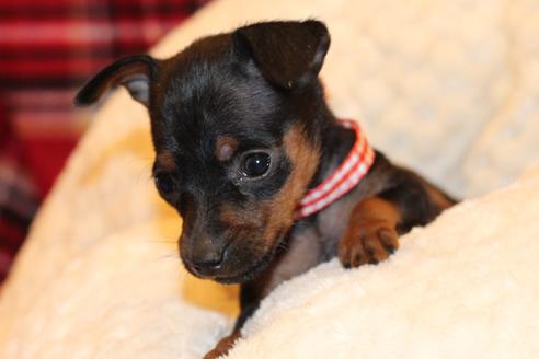 成約済の愛知県のミニチュアピンシャー(ミニピン)-59828の13枚目