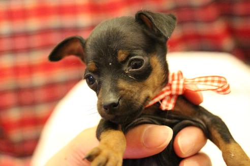 成約済の愛知県のミニチュアピンシャー(ミニピン)-59828の12枚目