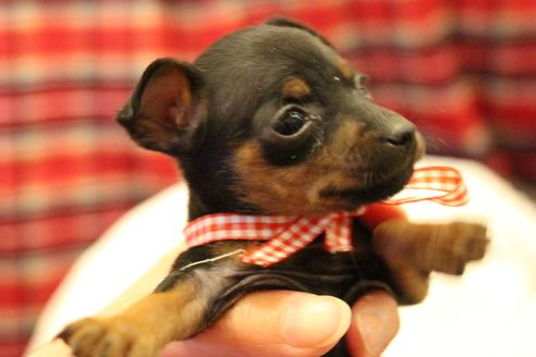 成約済の愛知県のミニチュアピンシャー(ミニピン)-59828の11枚目