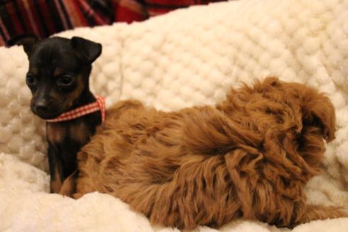 成約済の愛知県のミニチュアピンシャー(ミニピン)-59828の10枚目