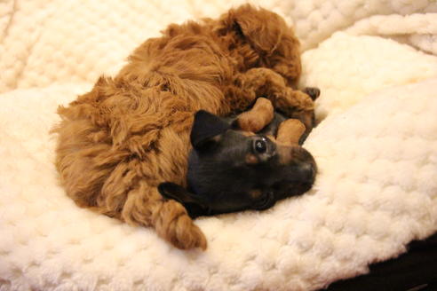 成約済の愛知県のミニチュアピンシャー(ミニピン)-59828の9枚目