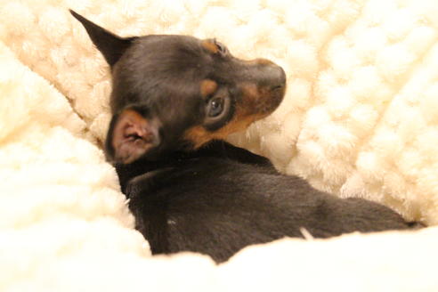 成約済の愛知県のミニチュアピンシャー(ミニピン)-59828の8枚目