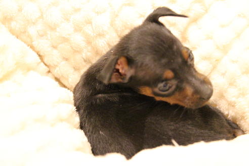 成約済の愛知県のミニチュアピンシャー(ミニピン)-59828の7枚目