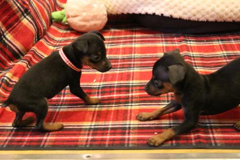 成約済の愛知県のミニチュアピンシャー(ミニピン)-59828の6枚目