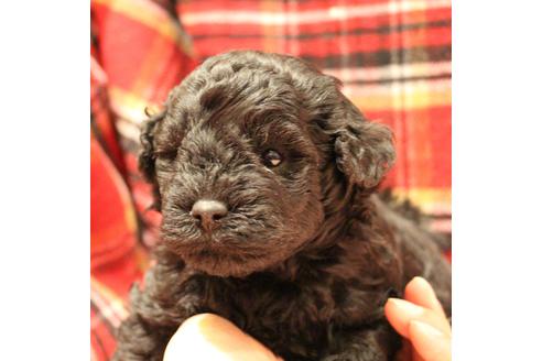 成約済の愛知県のトイプードル-60556の12枚目