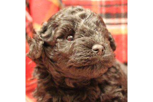 成約済の愛知県のトイプードル-60556の11枚目