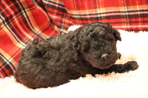 成約済の愛知県のトイプードル-60556の10枚目