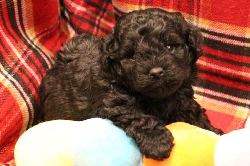 成約済の愛知県のトイプードル-60556の9枚目