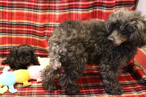 成約済の愛知県のトイプードル-60556の8枚目