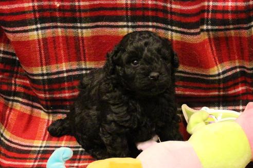 成約済の愛知県のトイプードル-60556の7枚目