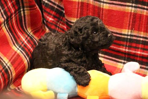 成約済の愛知県のトイプードル-60556の6枚目