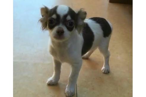 茨城県のロングコートチワワ 男の子 18 08 06生まれ ホワイト チョコタン 子犬id ブリーダーナビ