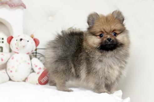 佐賀県のポメラニアン 女の子 2018 11 01生まれ オレンジセーブル 子犬id 60593 ブリーダーナビ