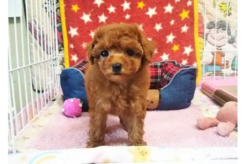 成約済の秋田県のトイプードル-61981の2枚目