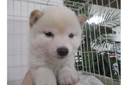 成約済の岡山県の豆柴-61102