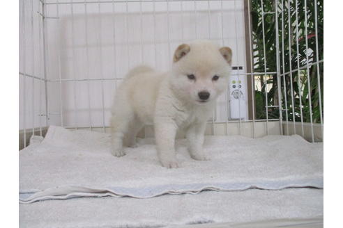 成約済の岡山県の豆柴-61102の2枚目