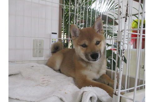 成約済の岡山県の柴犬-58615の1枚目