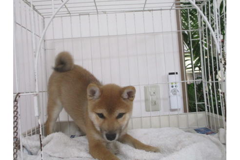 成約済の岡山県の柴犬-58615の2枚目