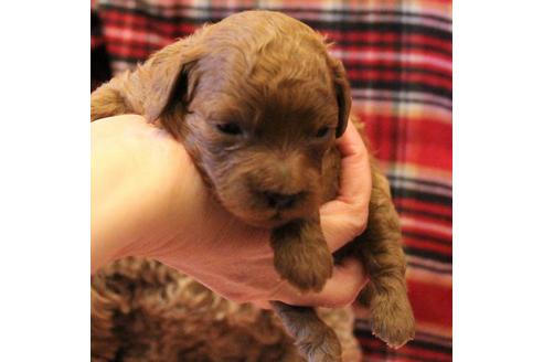 成約済の愛知県のトイプードル-61648の41枚目