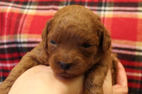 成約済の愛知県のトイプードル-61648の40枚目