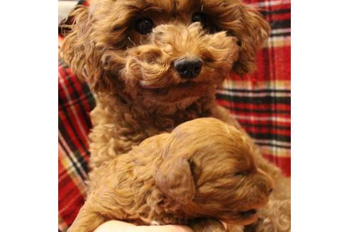 成約済の愛知県のトイプードル-61648の39枚目