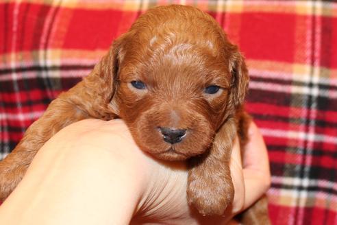 成約済の愛知県のトイプードル-61648の38枚目