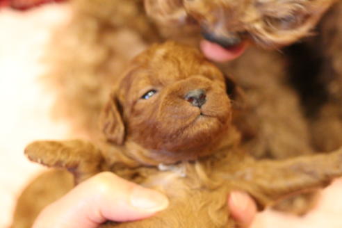 成約済の愛知県のトイプードル-61648の37枚目