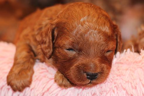 成約済の愛知県のトイプードル-61648の36枚目