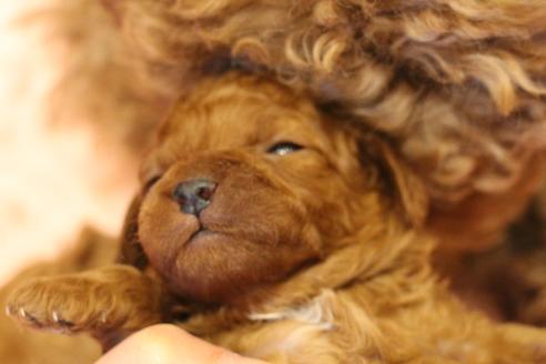 成約済の愛知県のトイプードル-61648の35枚目