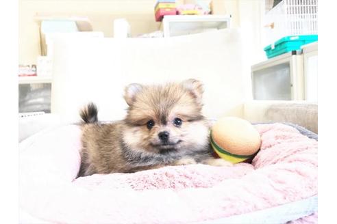 成約済の大阪府のポメラニアン-62012の1枚目