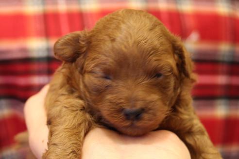 成約済の愛知県のトイプードル-61649の21枚目