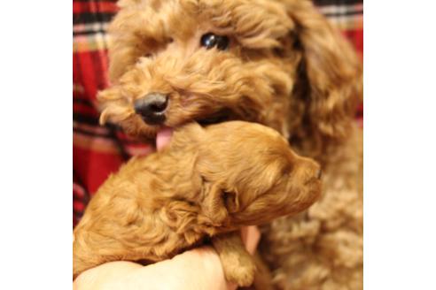 成約済の愛知県のトイプードル-61649の19枚目