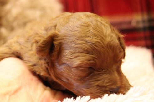 成約済の愛知県のトイプードル-61649の18枚目