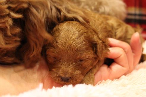 成約済の愛知県のトイプードル-61649の17枚目